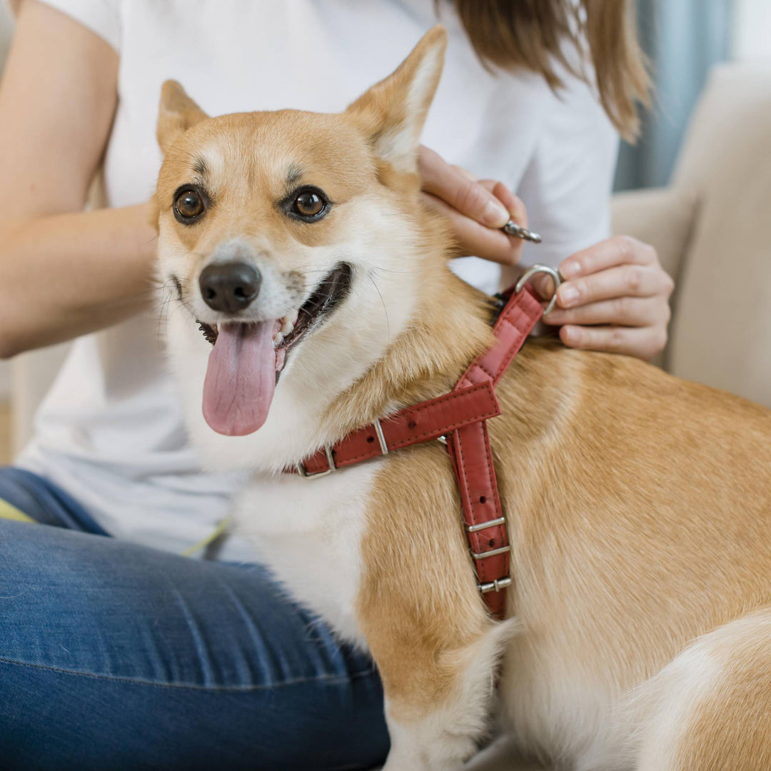 Pets Products